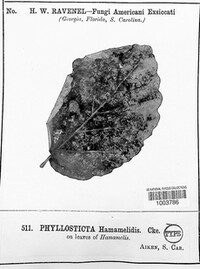 Phyllosticta hamamelidis image